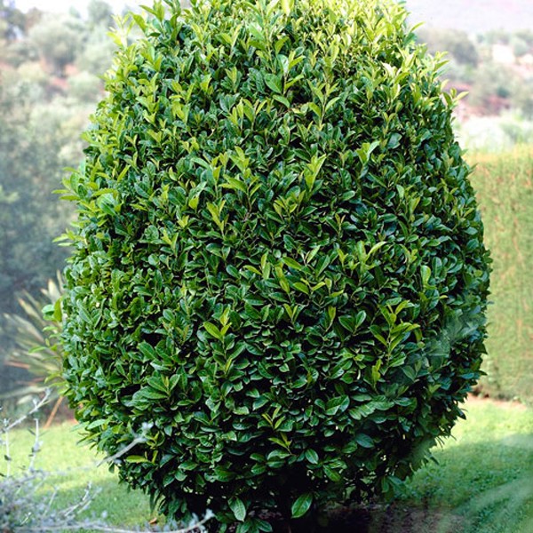 cherry laurel